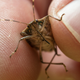 Halyomorpha halys, the brown marmorated stink bug.